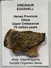 Genuine Dinosaurs Eggshell