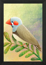 Zebra Finch Framed Wall Art