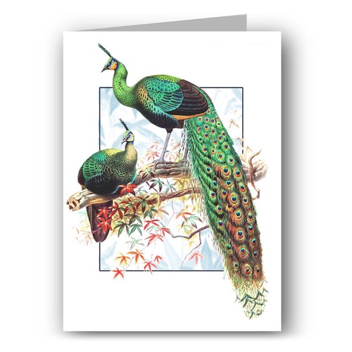 Peacock art birthday card - art,