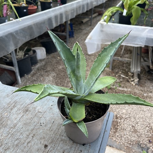 Agave americana century - agave,