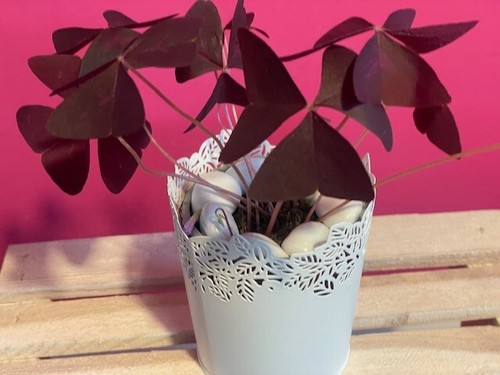 Oxalis triangularis purple - x,