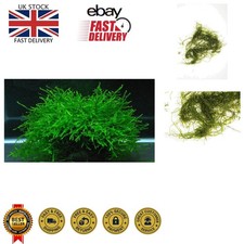 Live Java Moss - 10g Natural