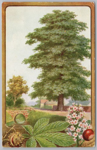 The horse chestnut tree - horse,