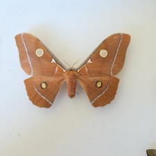 Antheraea godmani set Insect