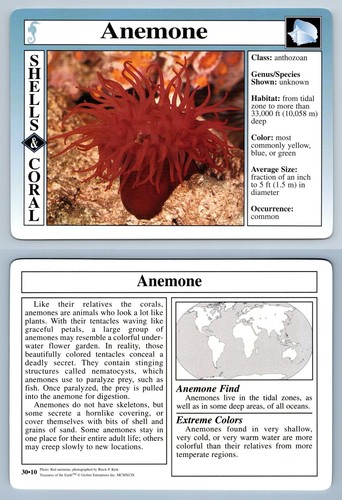 Anemone shells - #30.10,