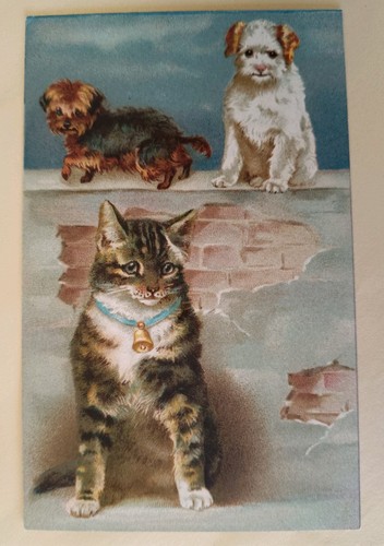 Beautiful cat dog postcard - beautiful, cat/