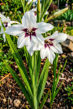 30 x Acidanthera Peacock