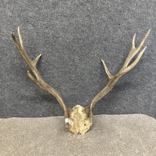 Fallow Buck Deer Skull