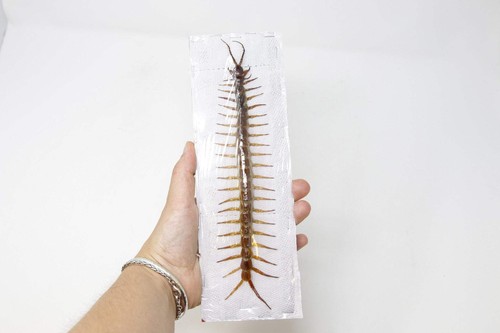 Giant centipede scolopendra - giant, (scolopendra
