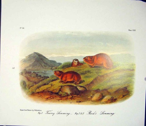 Original old antique print - old,