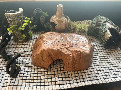 Reptile vivarium accessories - reptile,