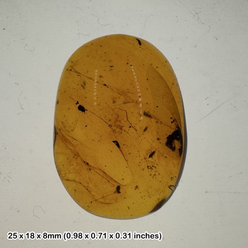 Burmese cretaceous amber - , with