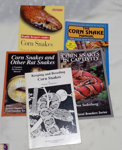Corn snakes rat - corn,