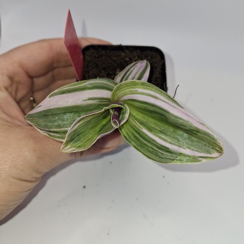 Tradescantia nanouk tricolor - nanouk,