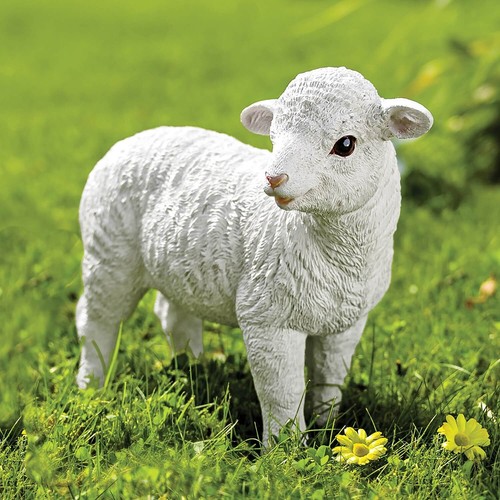 Larry the baby lamb garden - the, lamb,