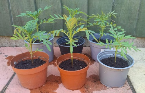 African marigold plant - african,