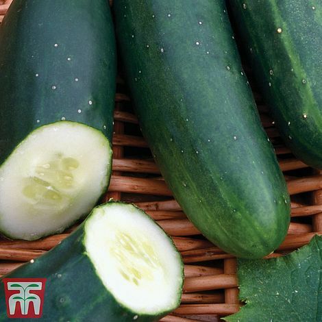 Thompson morgan cucumber - &,