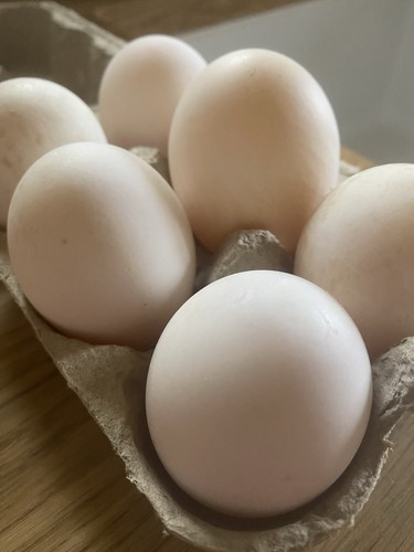Free range welsh - eggs, (6)