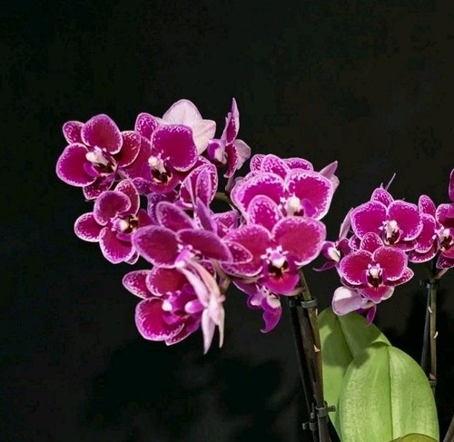 Phal chia yenlin - 3, flower