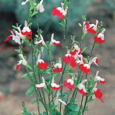 6  Salvia Hot Lips  Sage