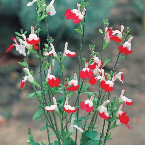 Salvia hot lips sage - 6,