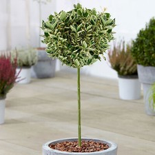 Euonymus Kathy Tree | Potted