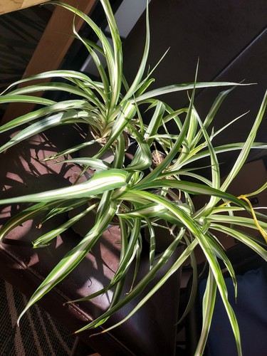 Spider plant reused pot - plant,