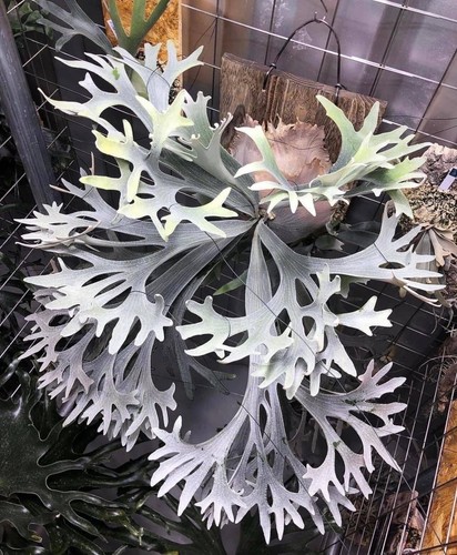 Platycerium bifurcatum white - platycerium, 'white'