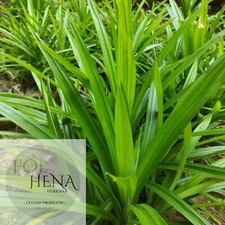 Dried Pandan Leaves 500 g