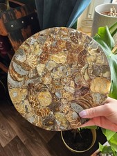 Ammonite Fossil Display Art
