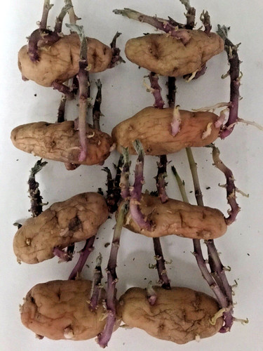 Chitted sprouted pink - sprouted,