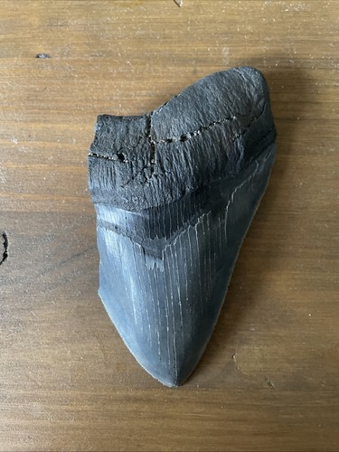 Big megalodon tooth - big, (nice