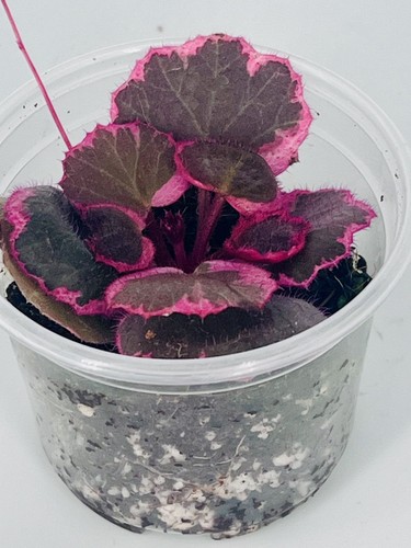 Strawberry begonia plant - plant, with