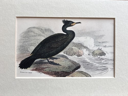 Antique shag coloured - antique,