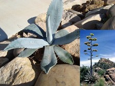 Agave Americana Blue Century