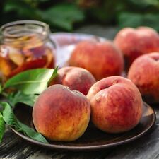 Peach Patio Dwarf Fruit Tree Avalon Pride (Myrobalan A) 4 Litre Potted Plant