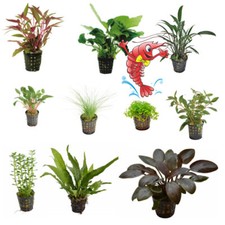 Live Aquarium Plants EU Grown Disease Free Shrimp & Snail Safe Potted Quality
