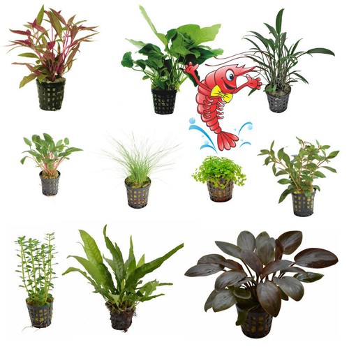 Live aquarium plants grown - live, eu
