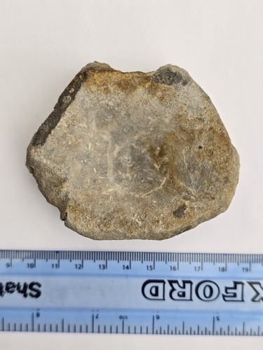 Ichthyosaur vertebra fossil - ichthyosaur,