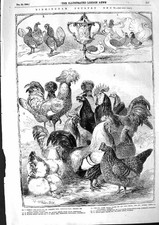 Original Old Antique Print 1855 Birmingham Poultry Show Pigeons Bantam Birds