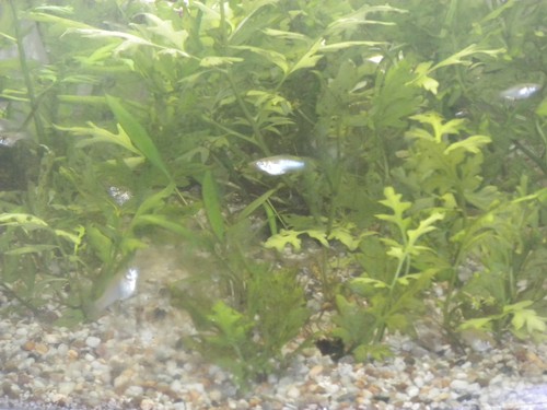 Indian fern floating plant - floating,