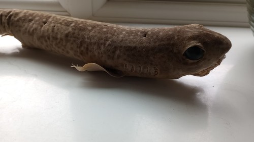 Vintage taxidermy dogfish