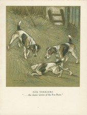 SMOOTH FOX TERRIER DOGS OLD 1947 DOG ART PRINT by ARTIST  VERNON STOKES