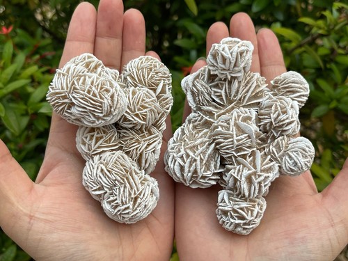 Jumbo desert rose clusters - desert,