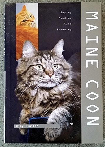 Maine coon sluiter - maine,