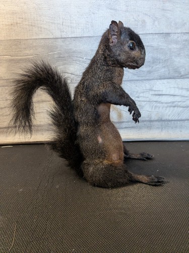 Bad taxidermy squirrel - ,