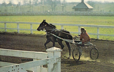 Vtg  Sulky Training Kentucky Horse Park Lexington KY Postcard Horse Racing