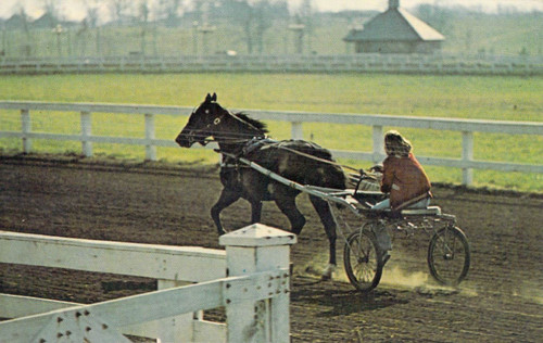 Vtg sulky training kentucky - vtg,