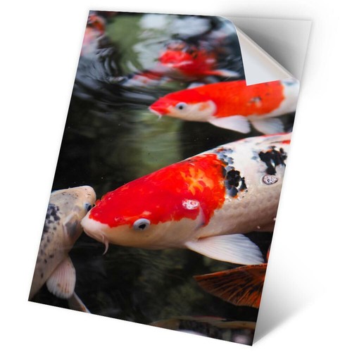 Vinyl sticker koi - sticker,