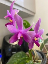 Phalaenopsis KS Blue Star x Samera v. coerulea Orchid plant FS Not In bloom